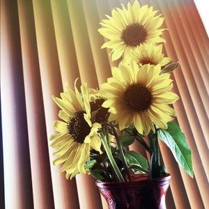 Meet your Posher, Ann